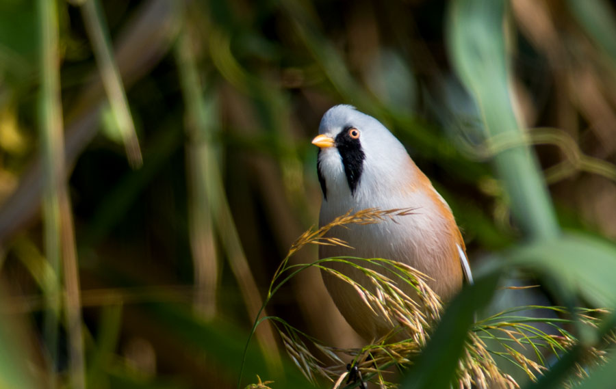 Bıyıklı baştankara