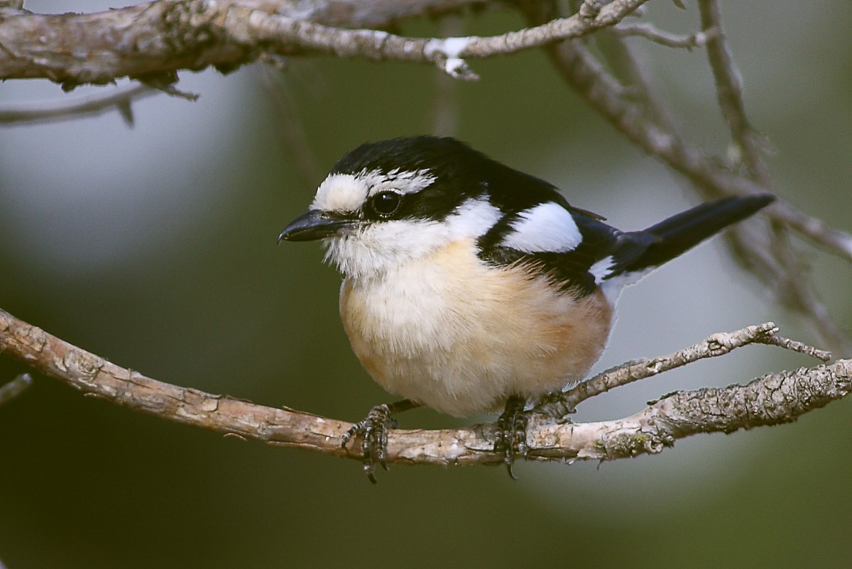 Maskeli örümcekkuşu