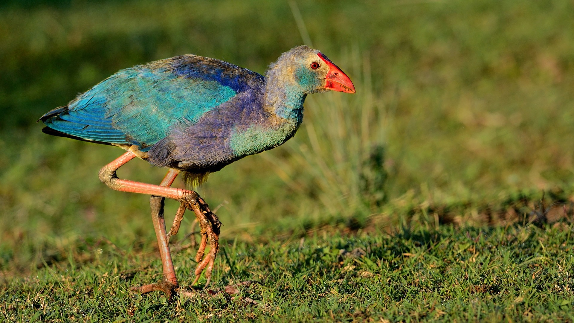 Sazhorozu » Purple Swamphen » Porphyrio porphyrio