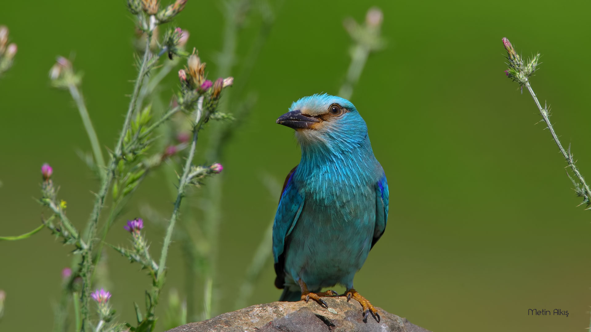 Gökkuzgun » European Roller » Coracias garrulus