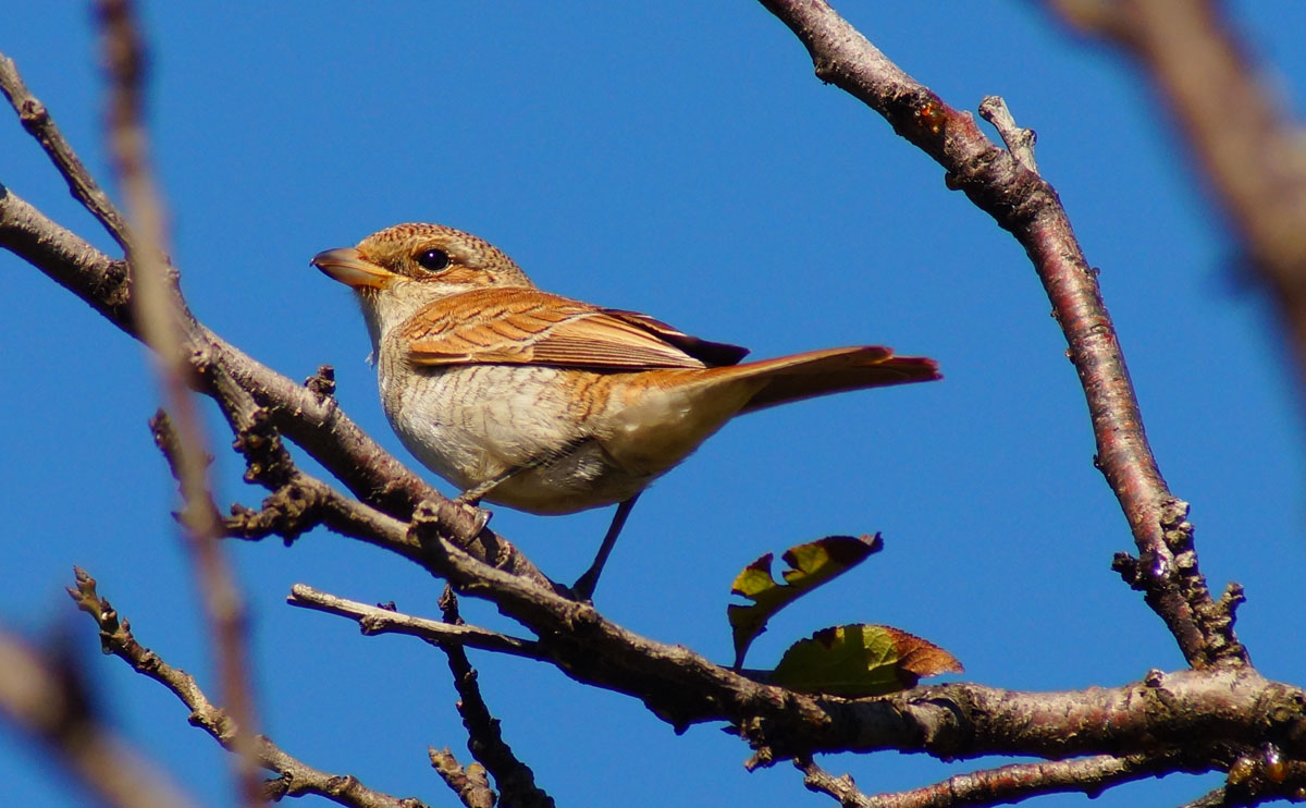 Kızılsırtlı örümcekkuşu
