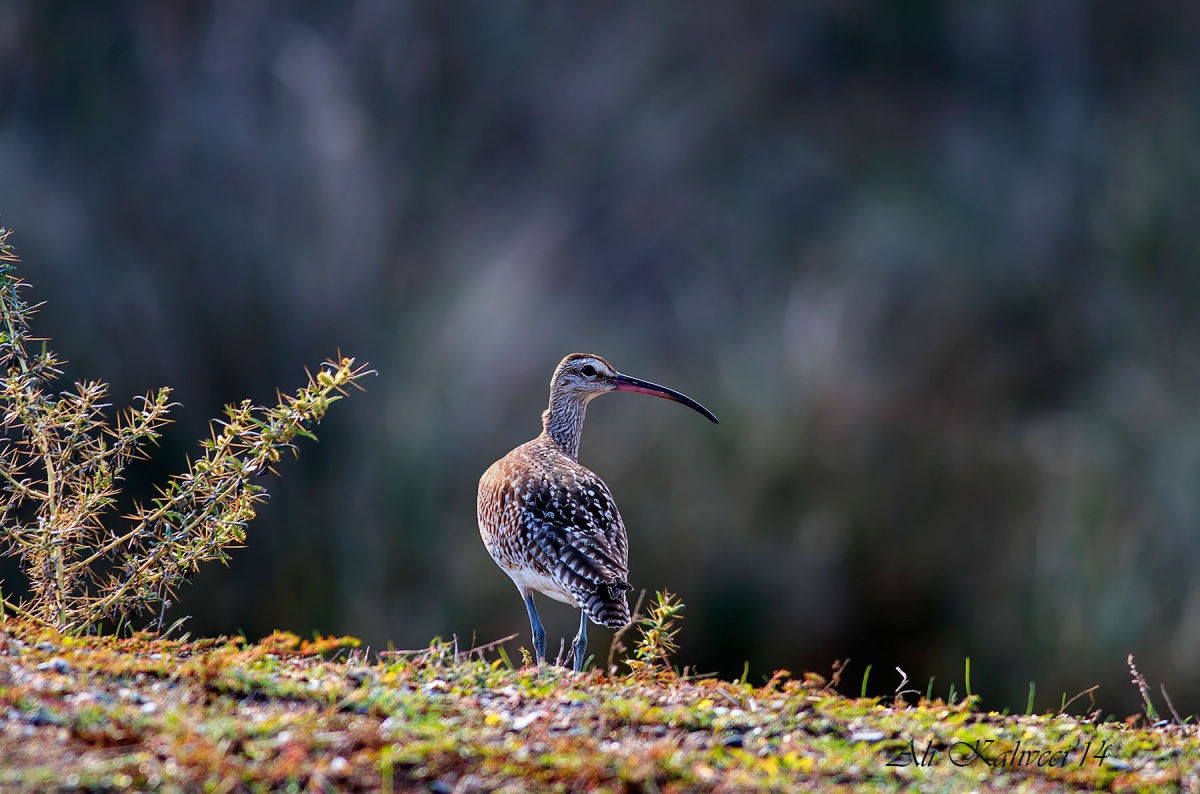 Sürmeli kervançulluğu