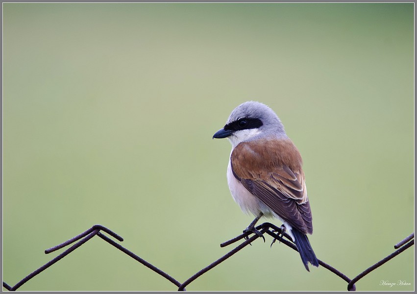 Kızılsırtlı örümcekkuşu