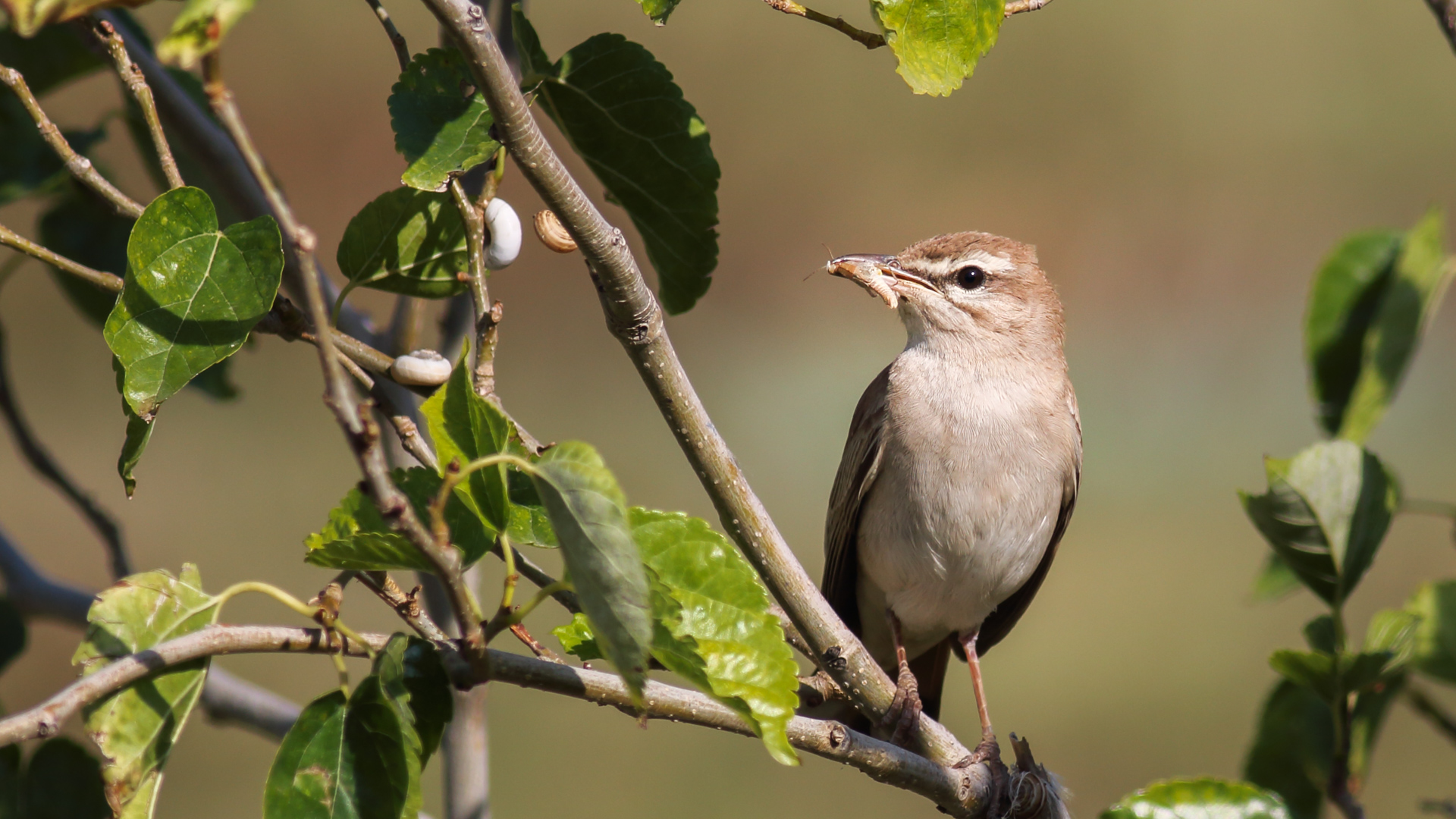 Çalıbülbülü » Rufous-tailed Scrub Robin » Cercotrichas galactotes
