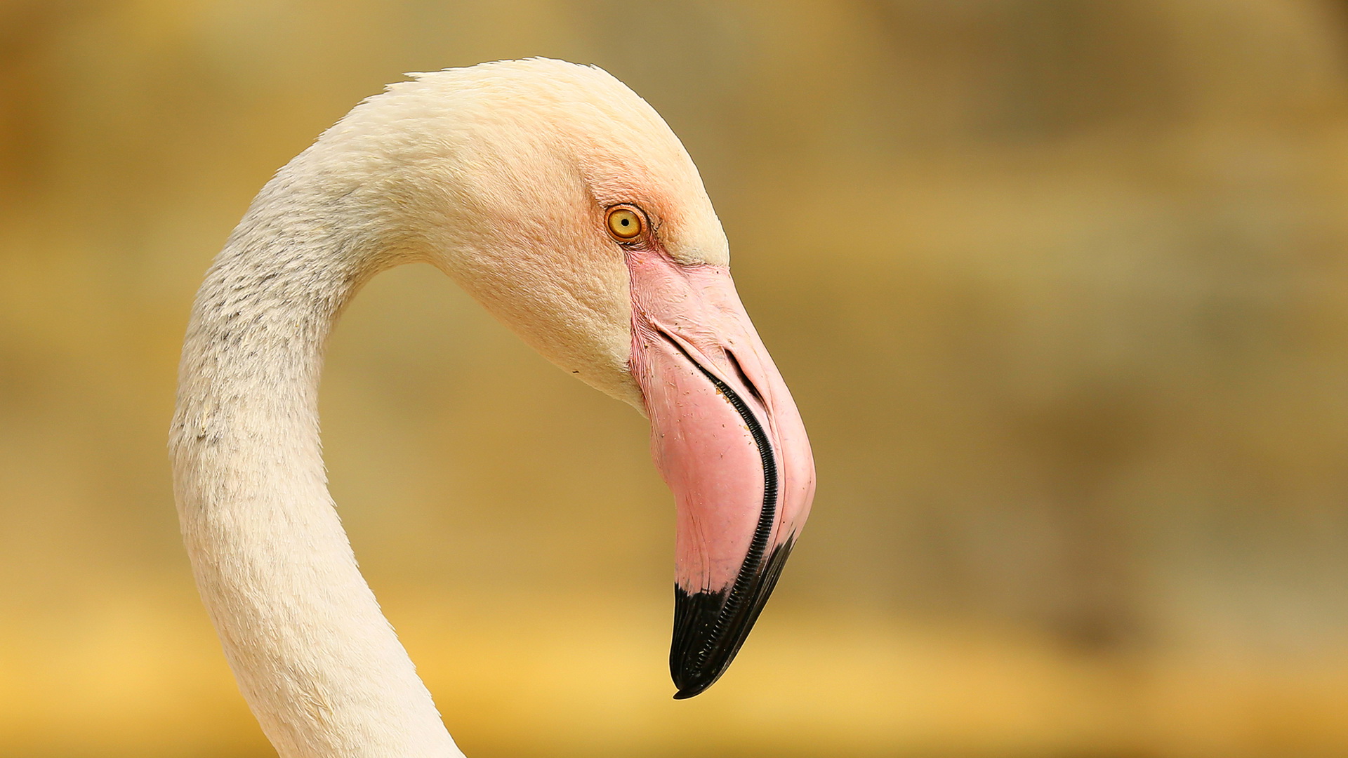 Flamingo » Greater Flamingo » Phoenicopterus roseus