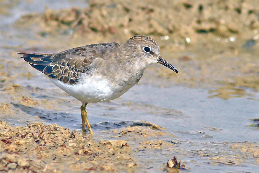 Sarıbacaklı kumkuşu