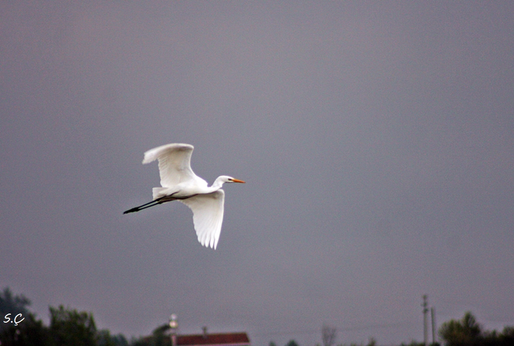 Büyük ak balıkçıl