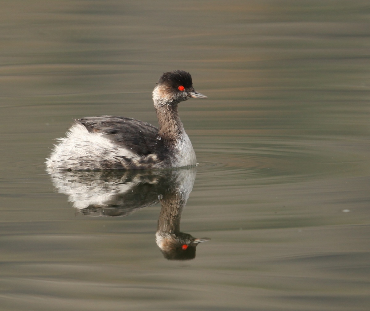 Karaboyunlu batağan