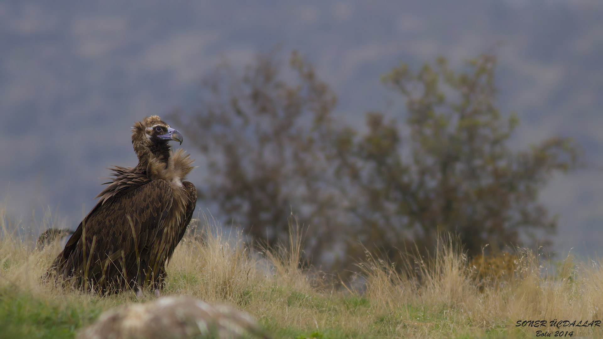 Kara akbaba » Cinereous Vulture » Aegypius monachus