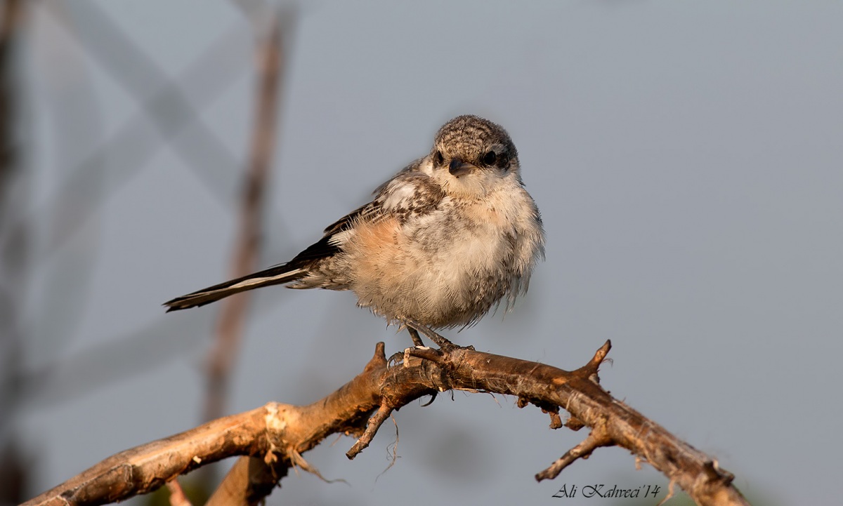 Maskeli örümcekkuşu