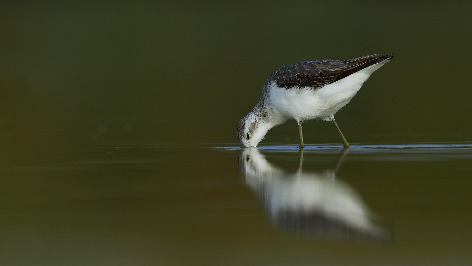 Bataklık düdükçünü