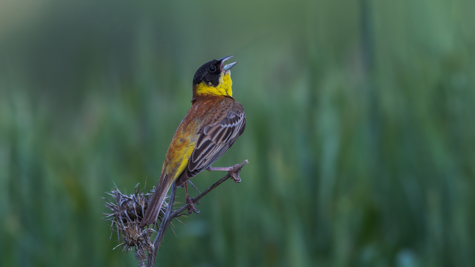 Karabaşlı kirazkuşu