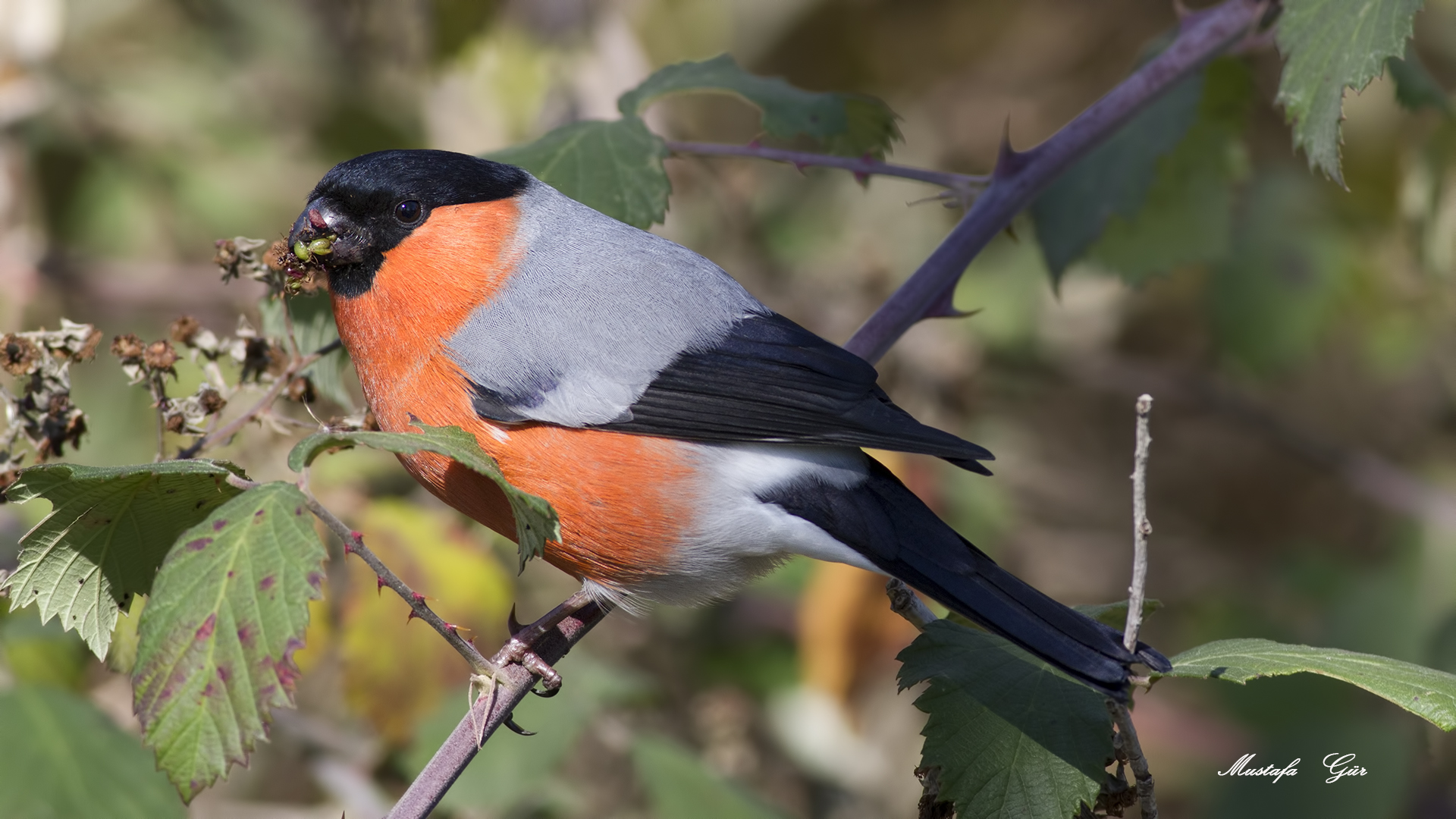 Şakrak » Eurasian Bullfinch » Pyrrhula pyrrhula