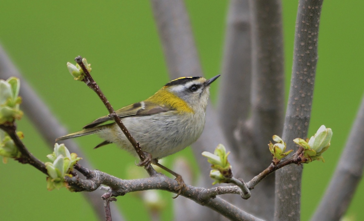 Sürmeli çalıkuşu