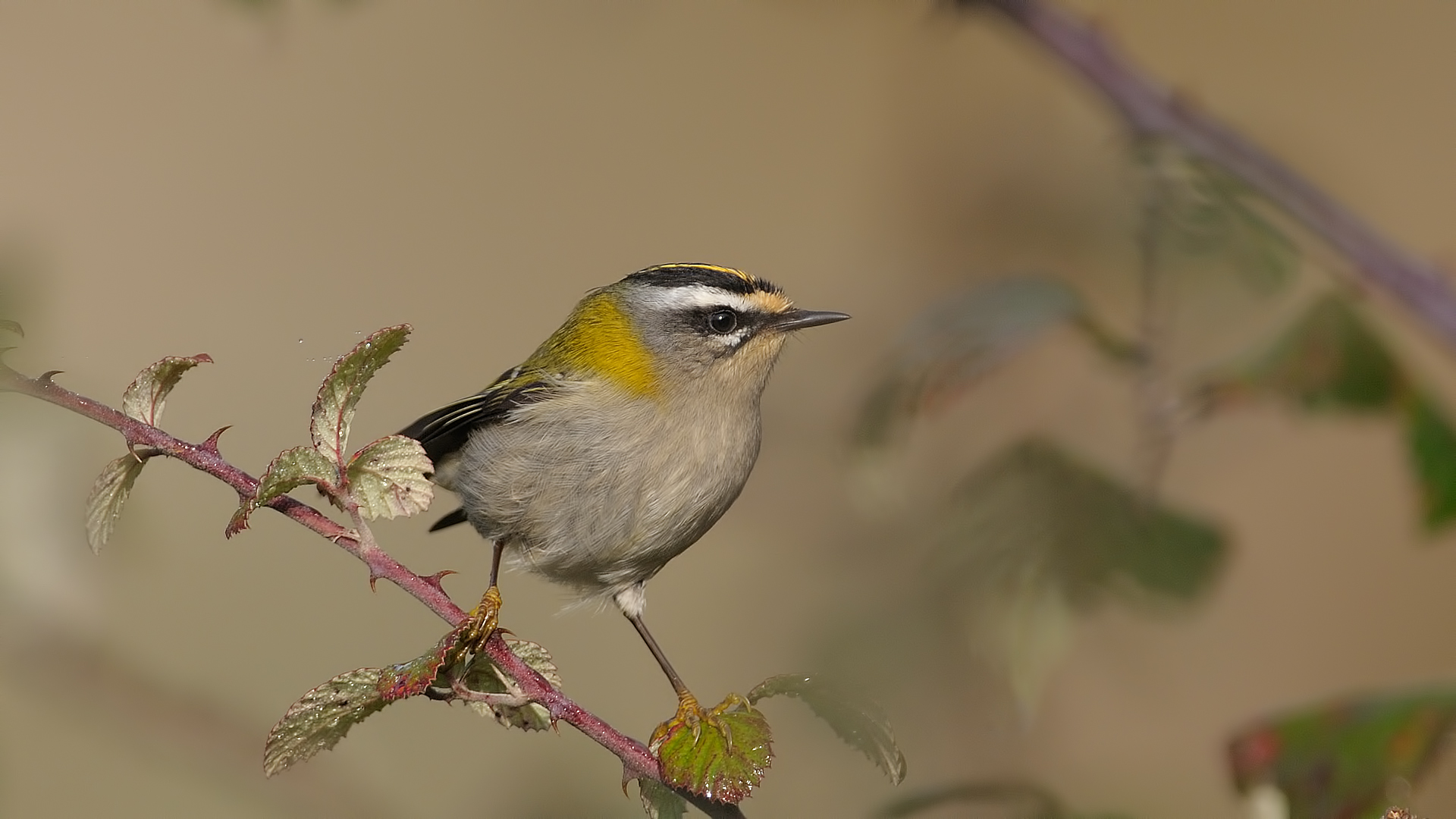 Sürmeli çalıkuşu