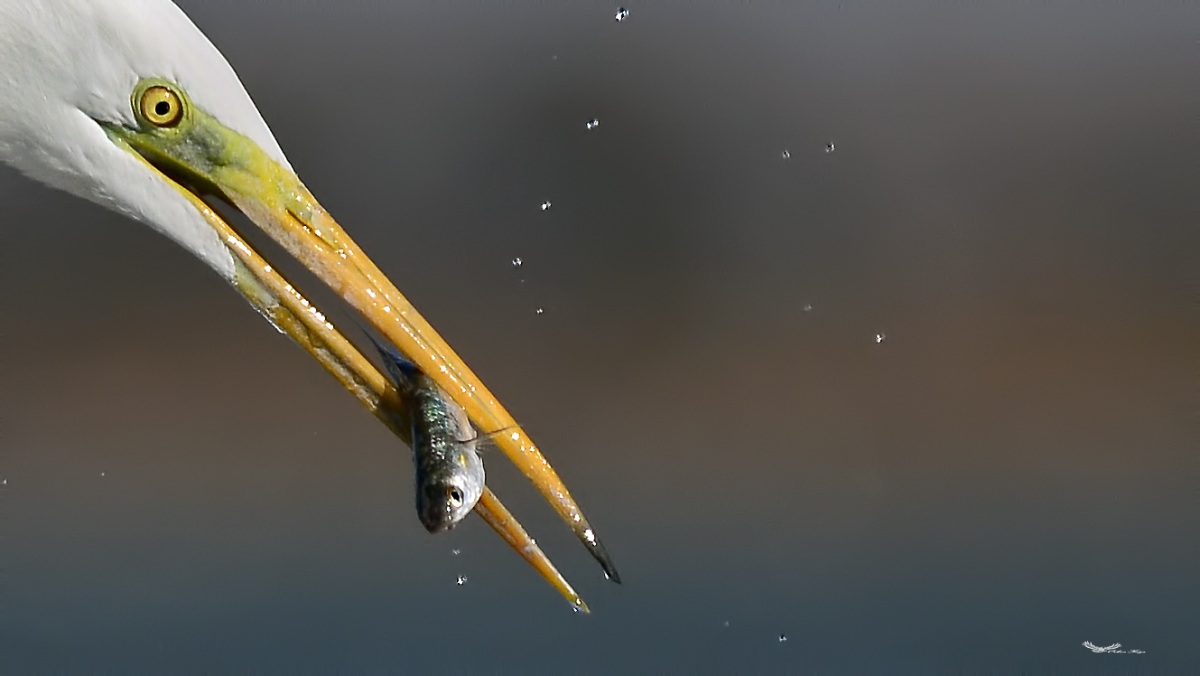 Büyük ak balıkçıl