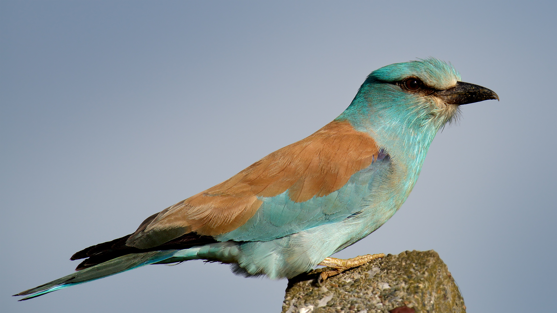 Gökkuzgun » European Roller » Coracias garrulus