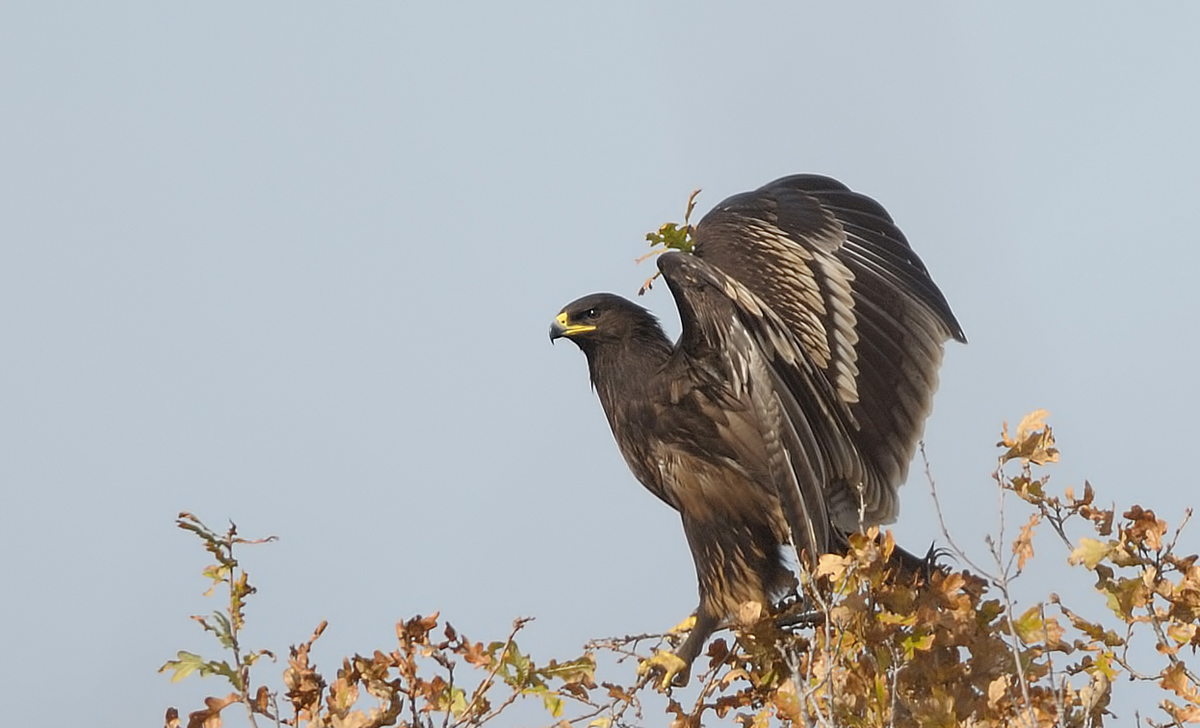 Büyük orman kartalı
