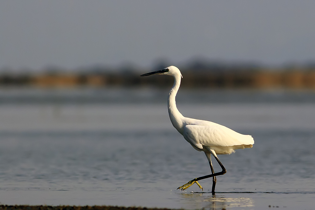 Küçük ak balıkçıl