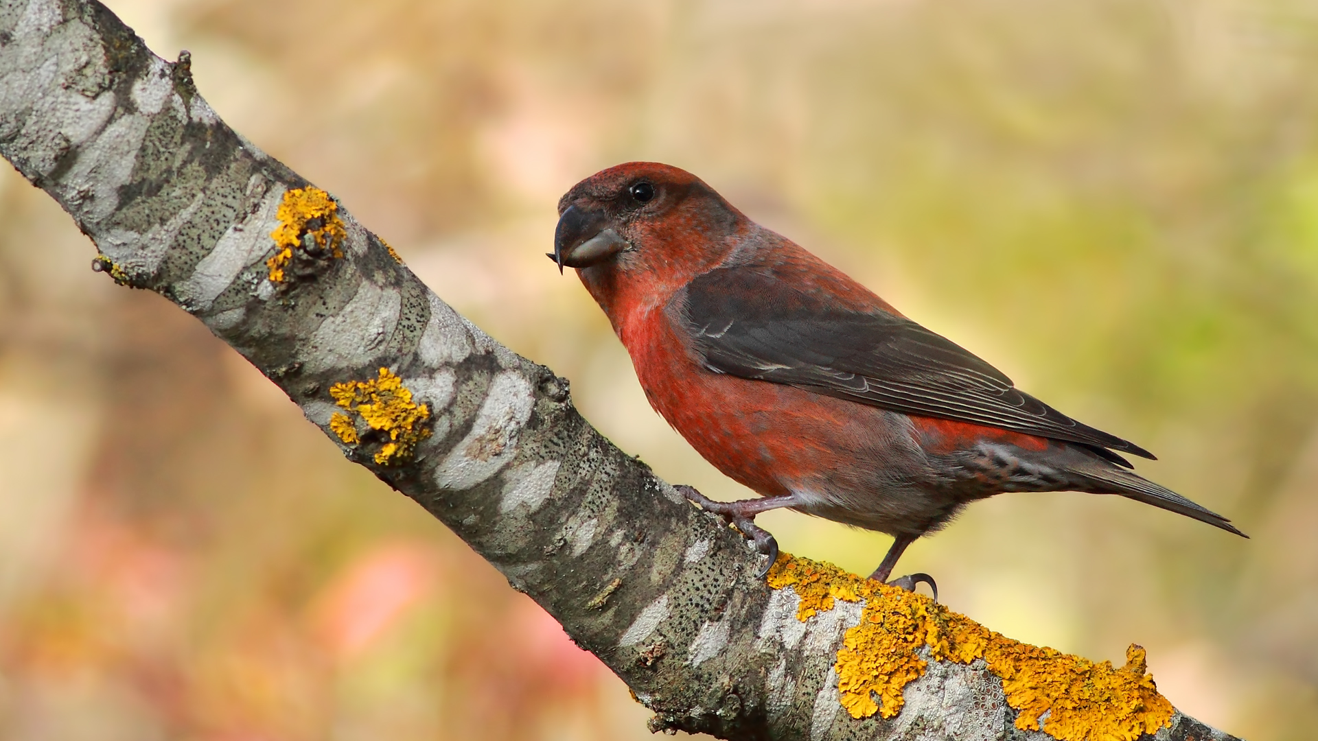 Çaprazgaga » Red Crossbill » Loxia curvirostra