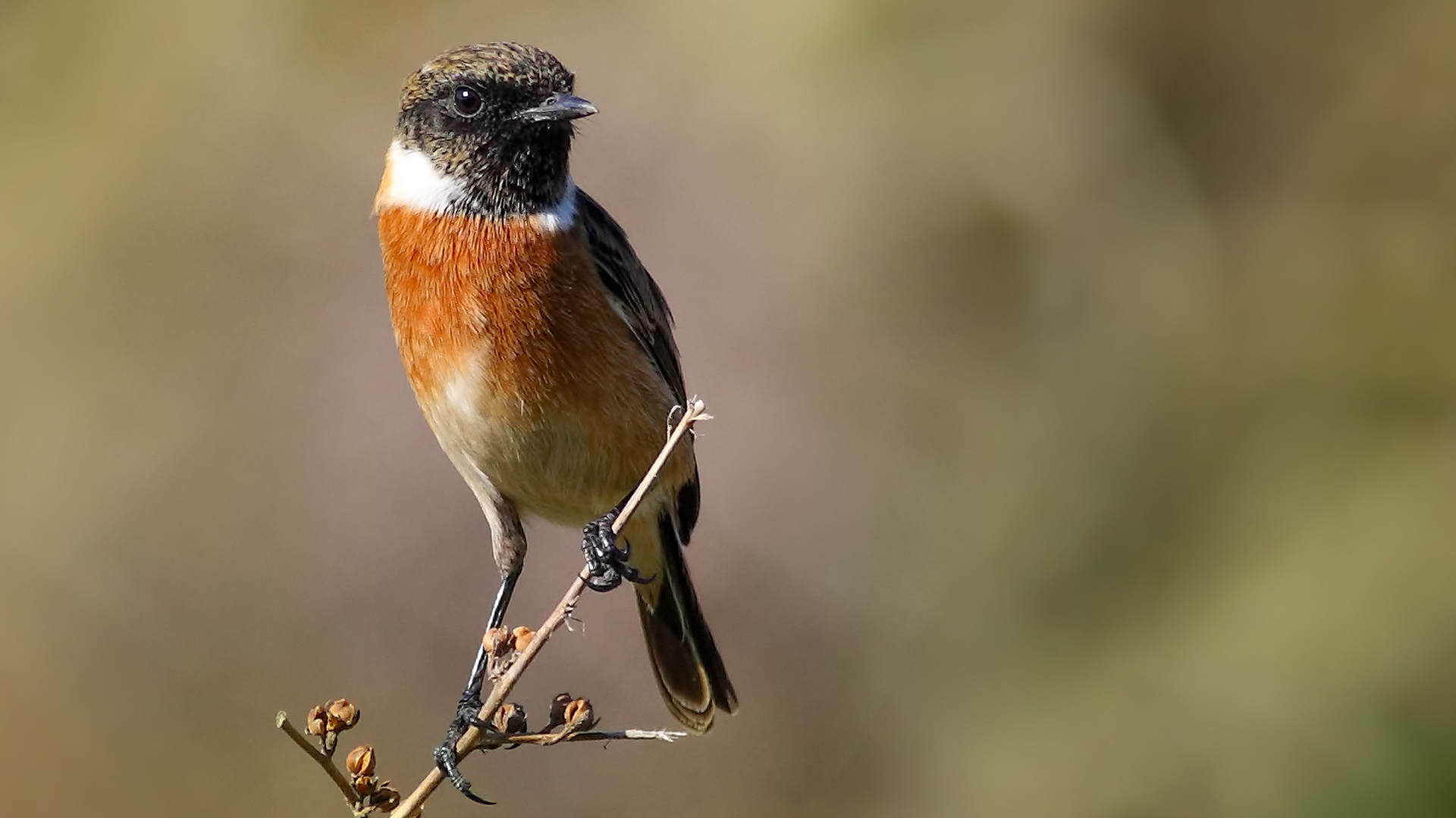 Taşkuşu » European Stonechat » Saxicola rubicola