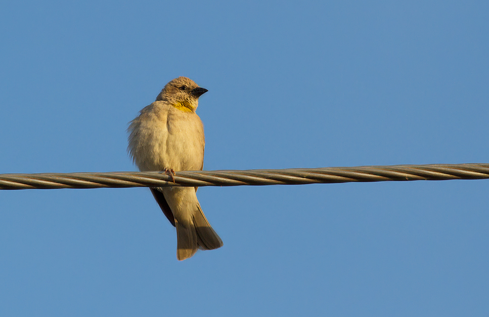 Sarıboğazlı serçe