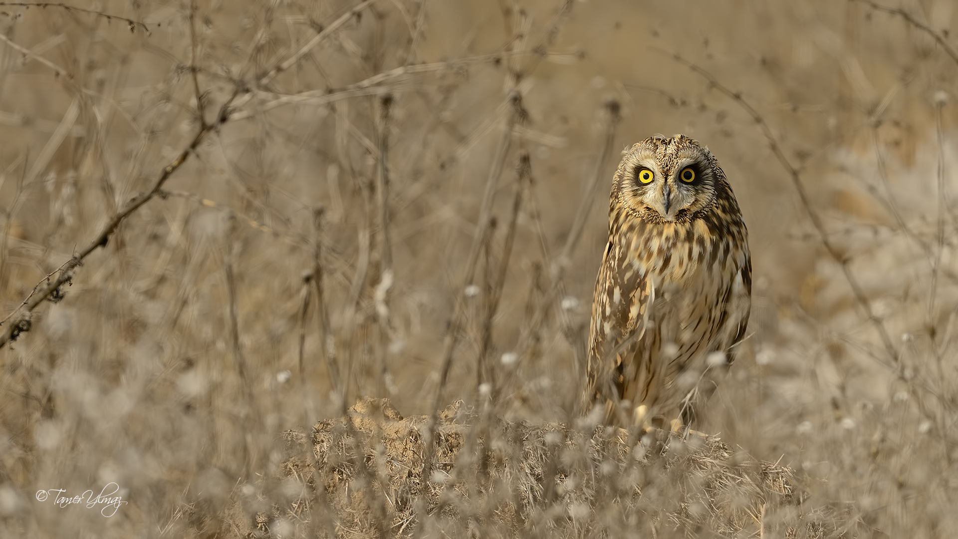 Kır baykuşu » Short-eared Owl » Asio flammeus