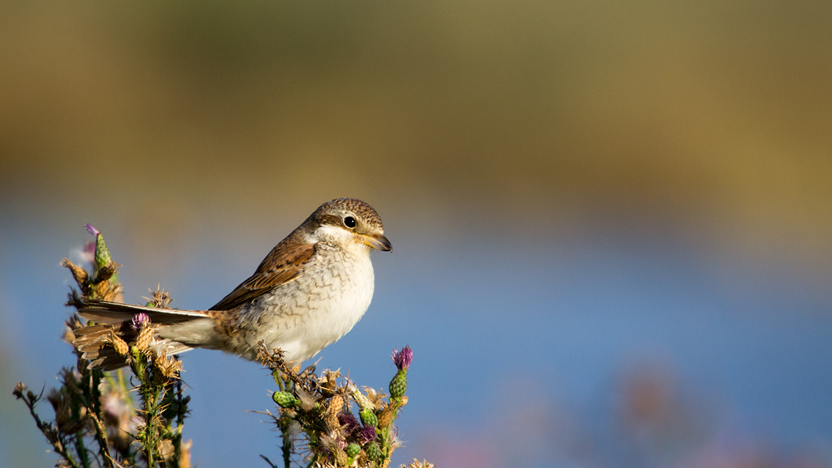 Kızılsırtlı örümcekkuşu