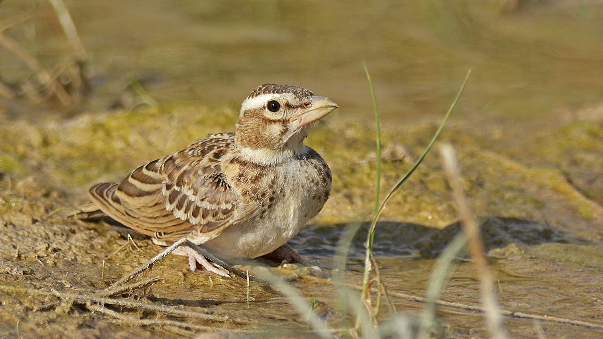 Küçük boğmaklı toygar