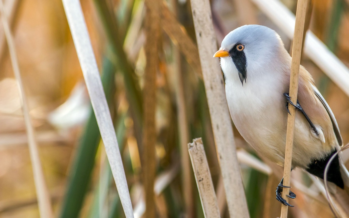 Bıyıklı baştankara