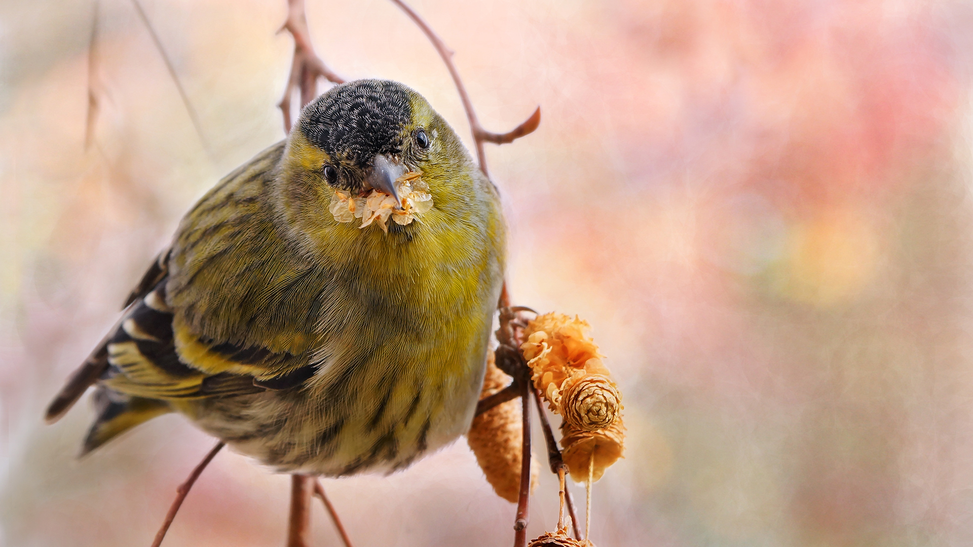 Karabaşlı iskete » Eurasian Siskin » Spinus spinus