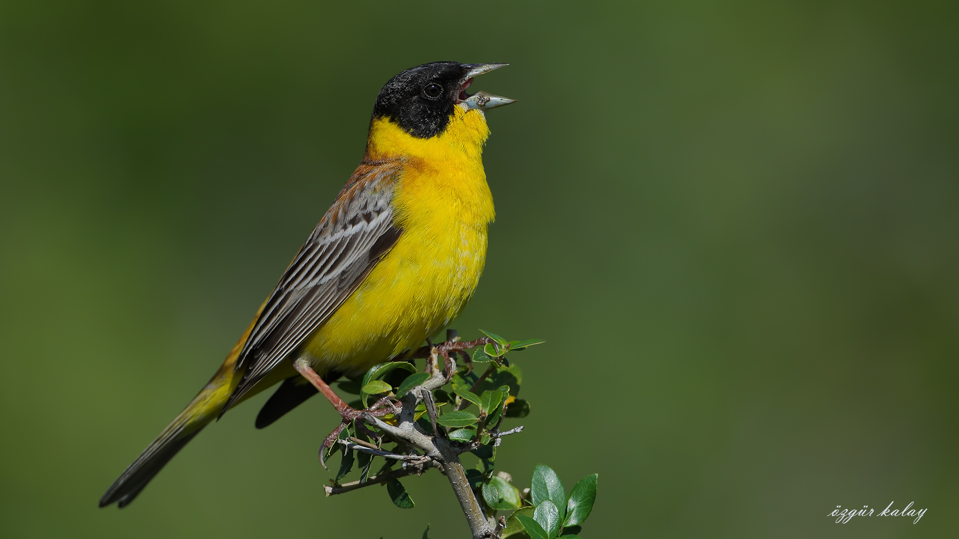 Karabaşlı kirazkuşu