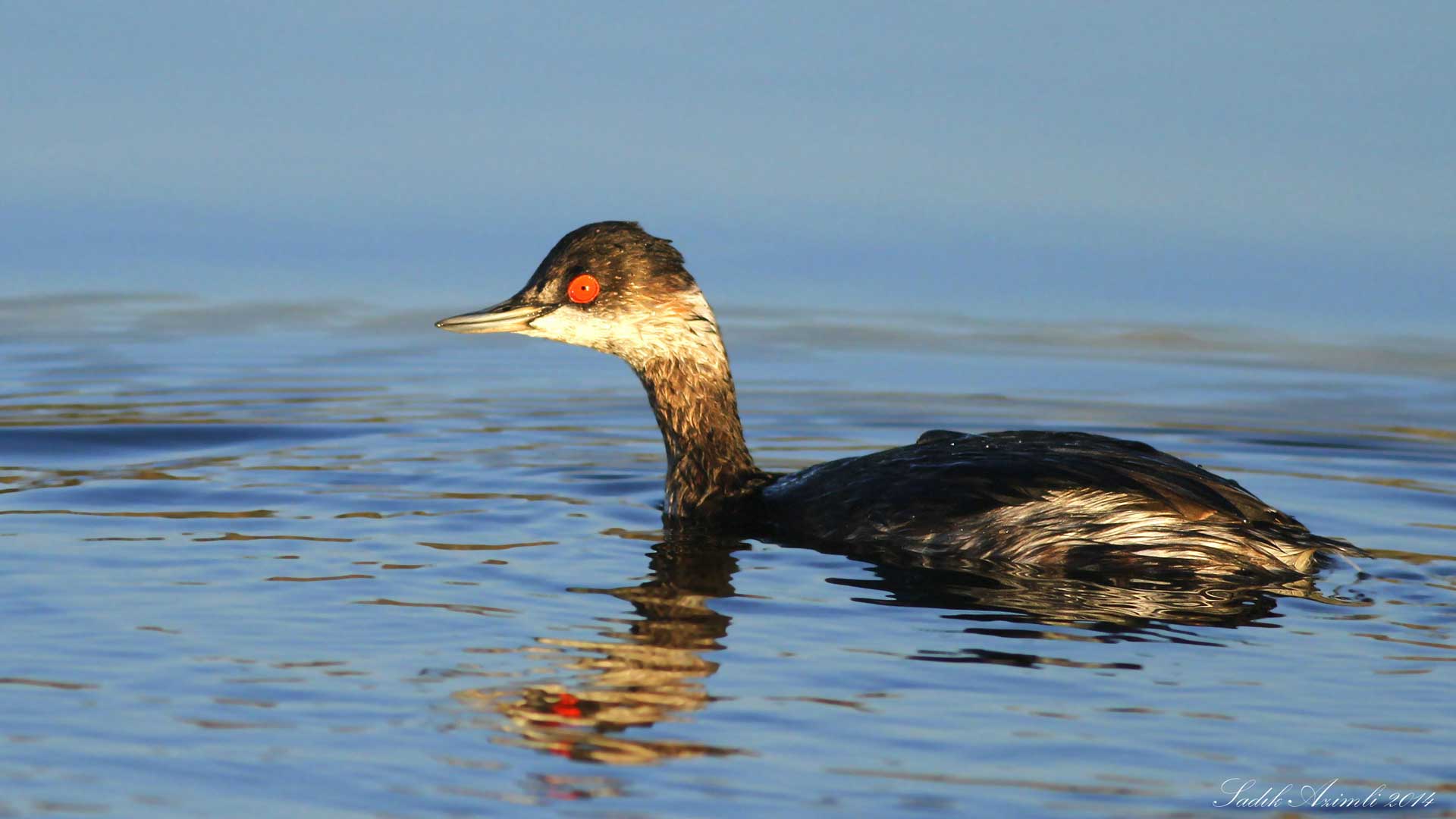 Karaboyunlu batağan