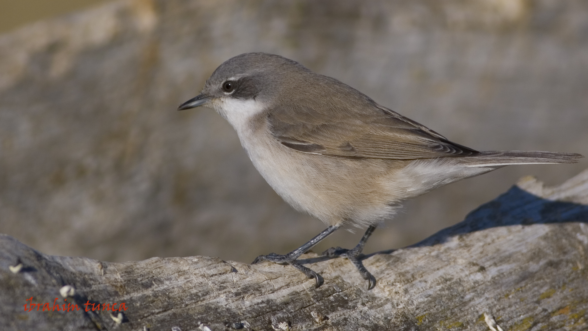 Küçük akgerdanlı ötleğen