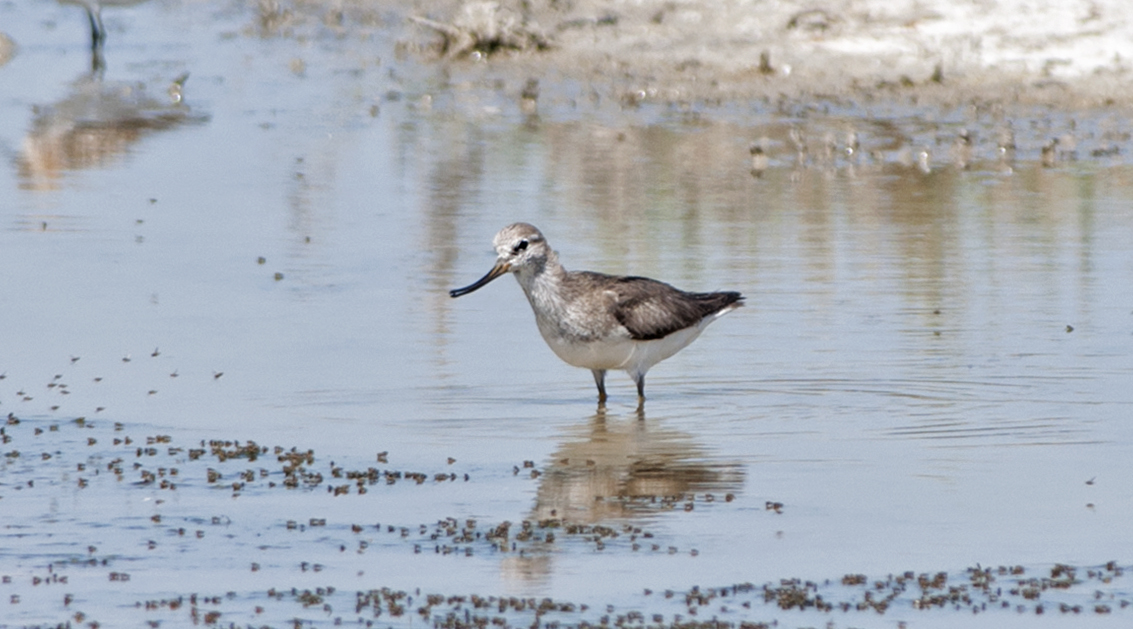 Terek düdükçünü