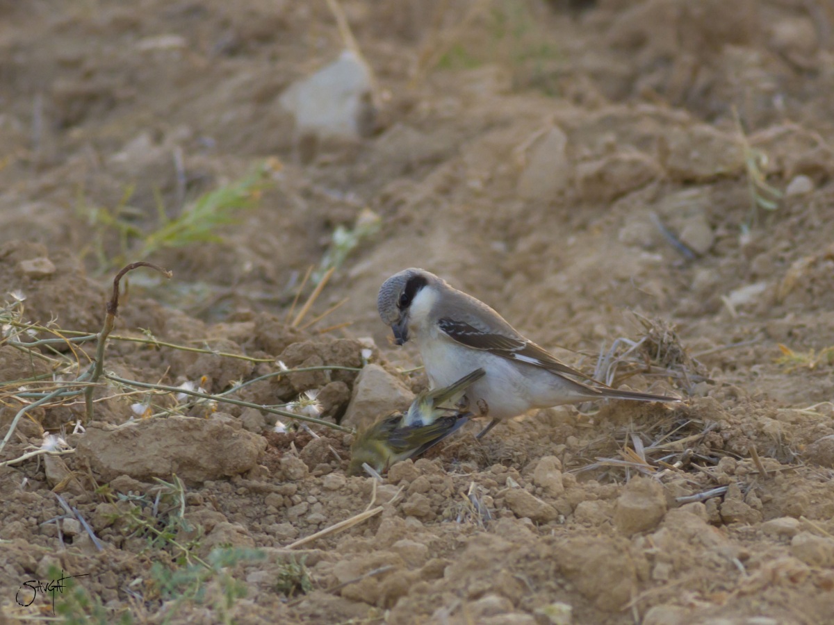 Karaalınlı örümcekkuşu