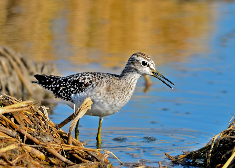 Orman düdükçünü