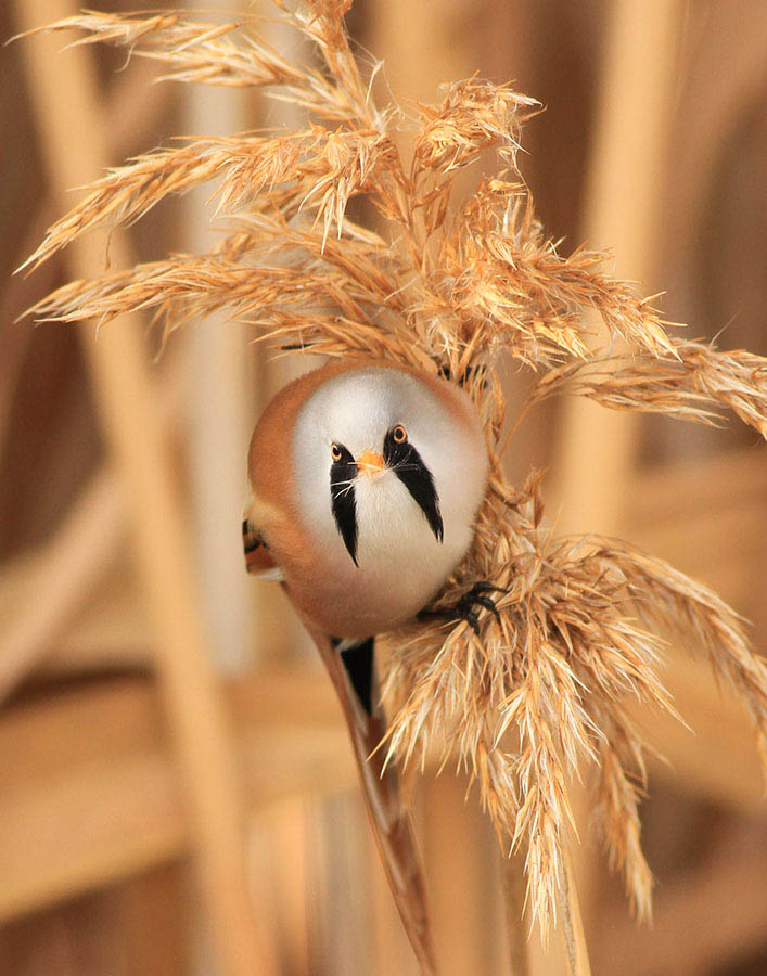 Bıyıklı baştankara