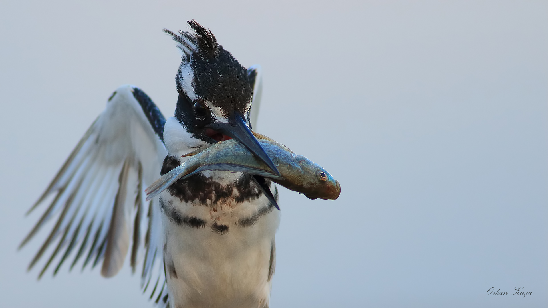 Alaca yalıçapkını