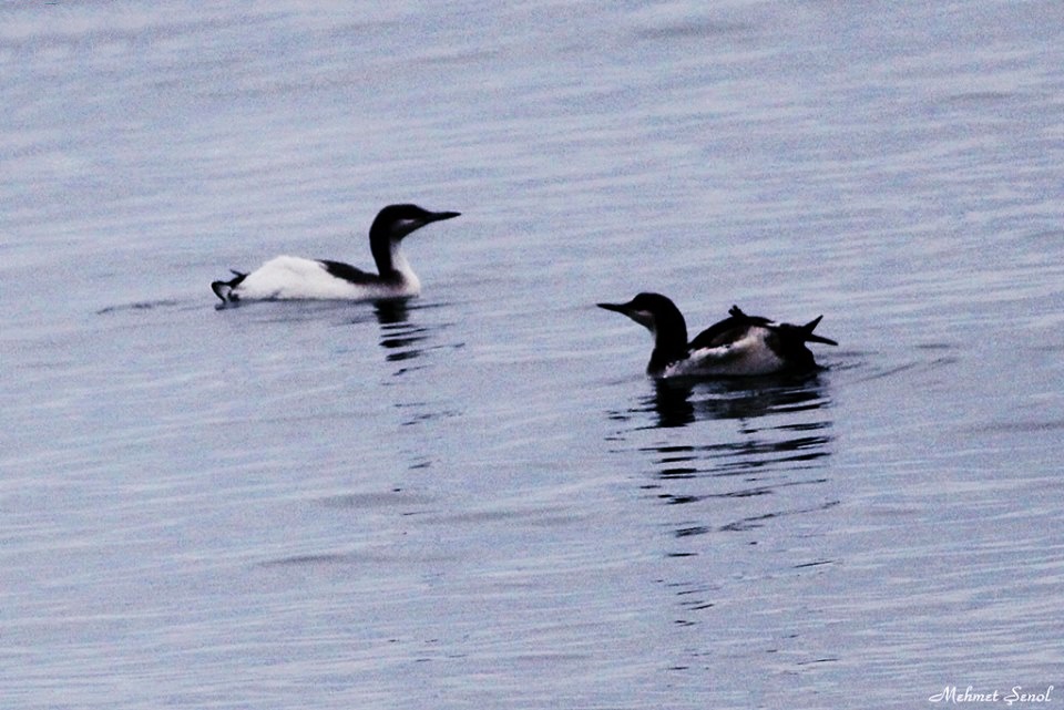 Karagerdanlı dalgıç
