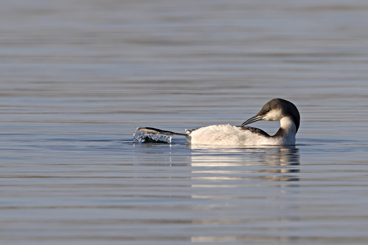 Karagerdanlı dalgıç