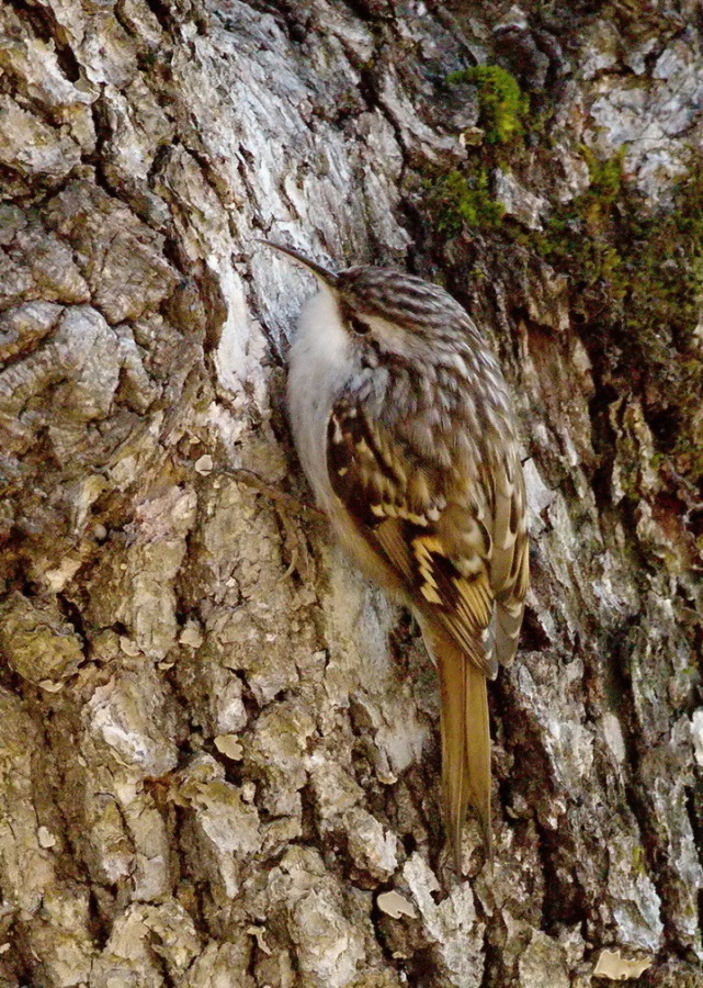 Bahçe tırmaşıkkuşu