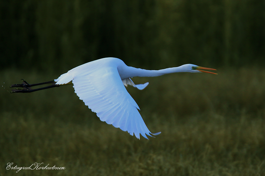 Büyük ak balıkçıl