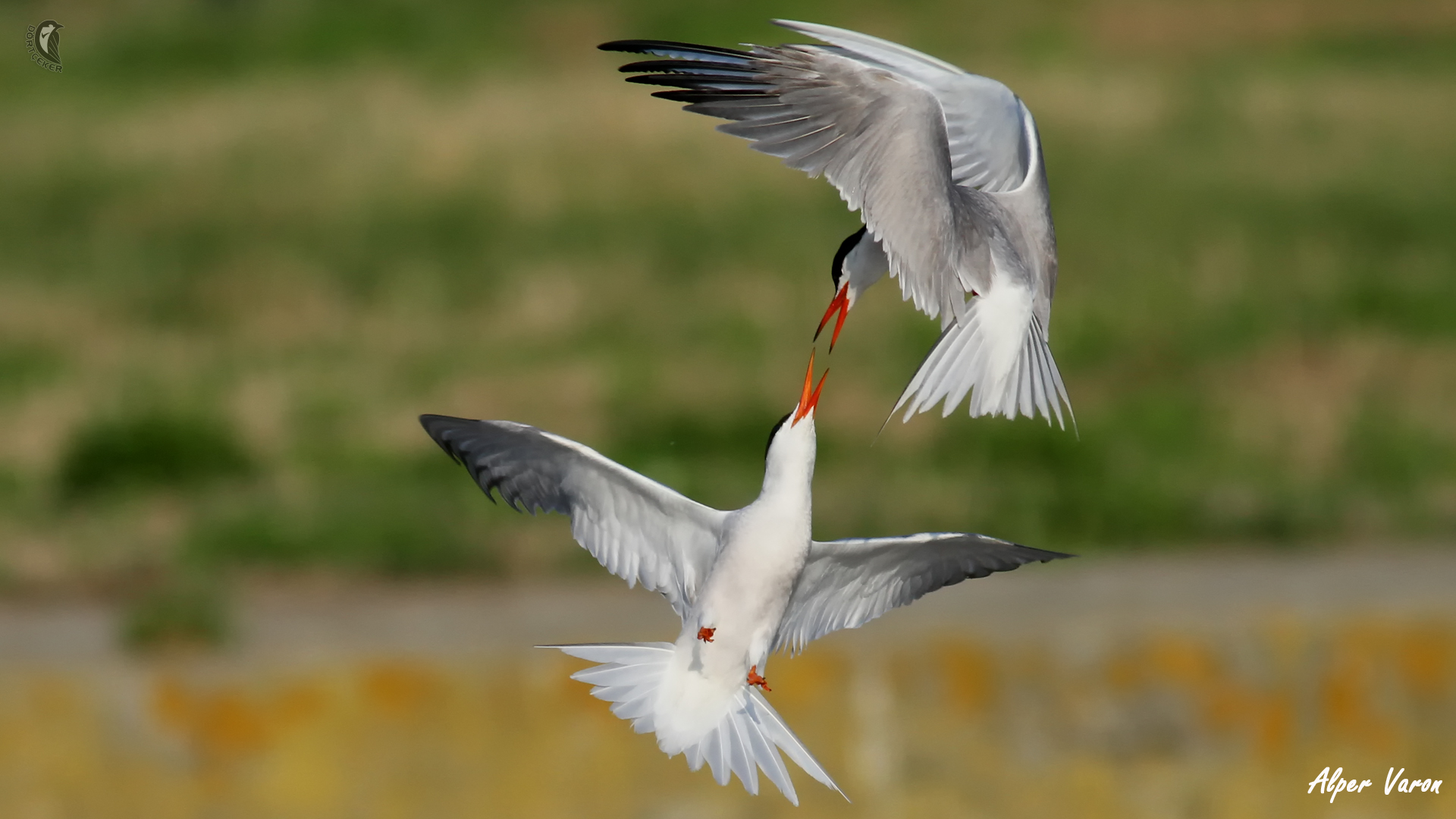 Sumru » Common Tern » Sterna hirundo