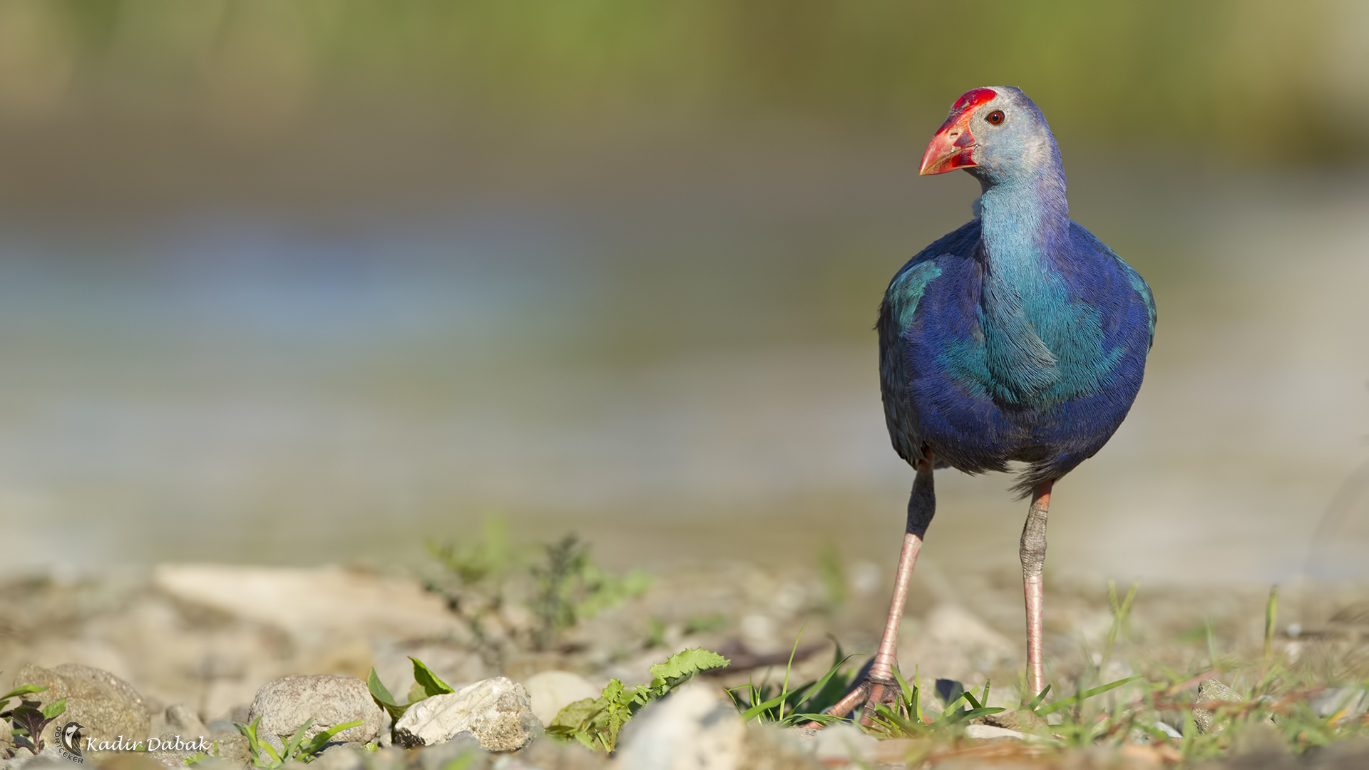 Sazhorozu » Purple Swamphen » Porphyrio porphyrio