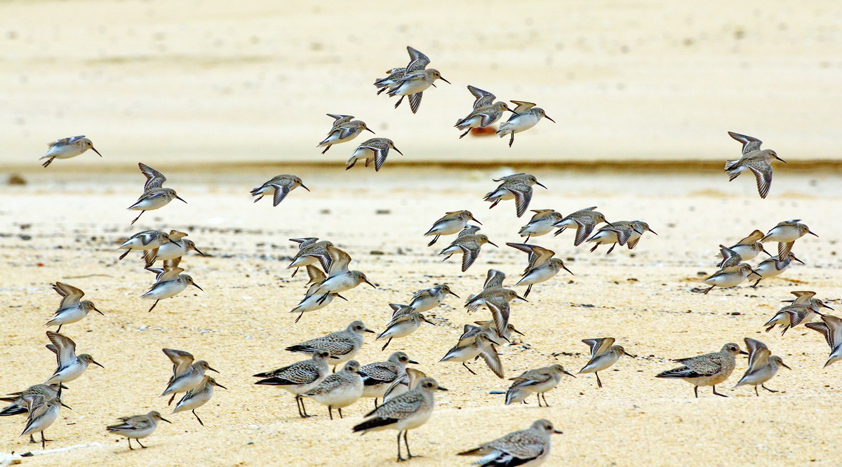 Karakarınlı kumkuşu