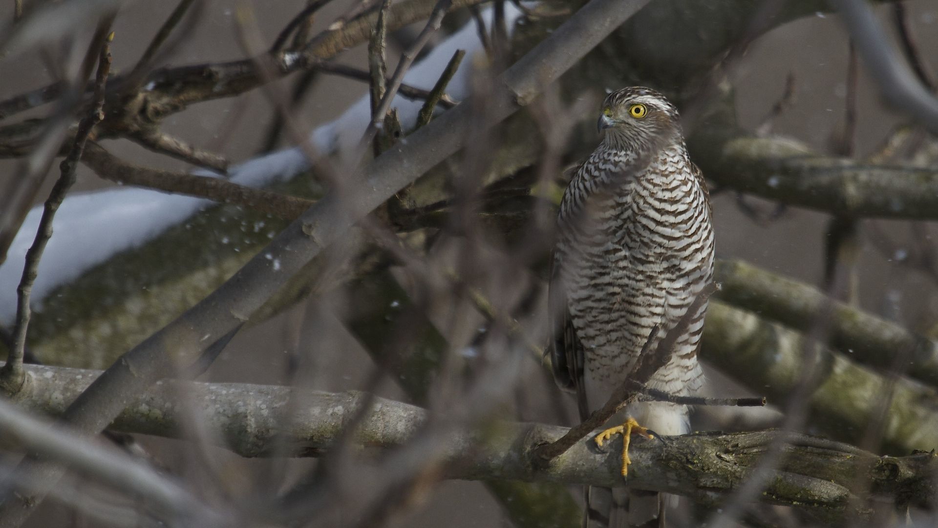Atmaca » Eurasian Sparrowhawk » Accipiter nisus
