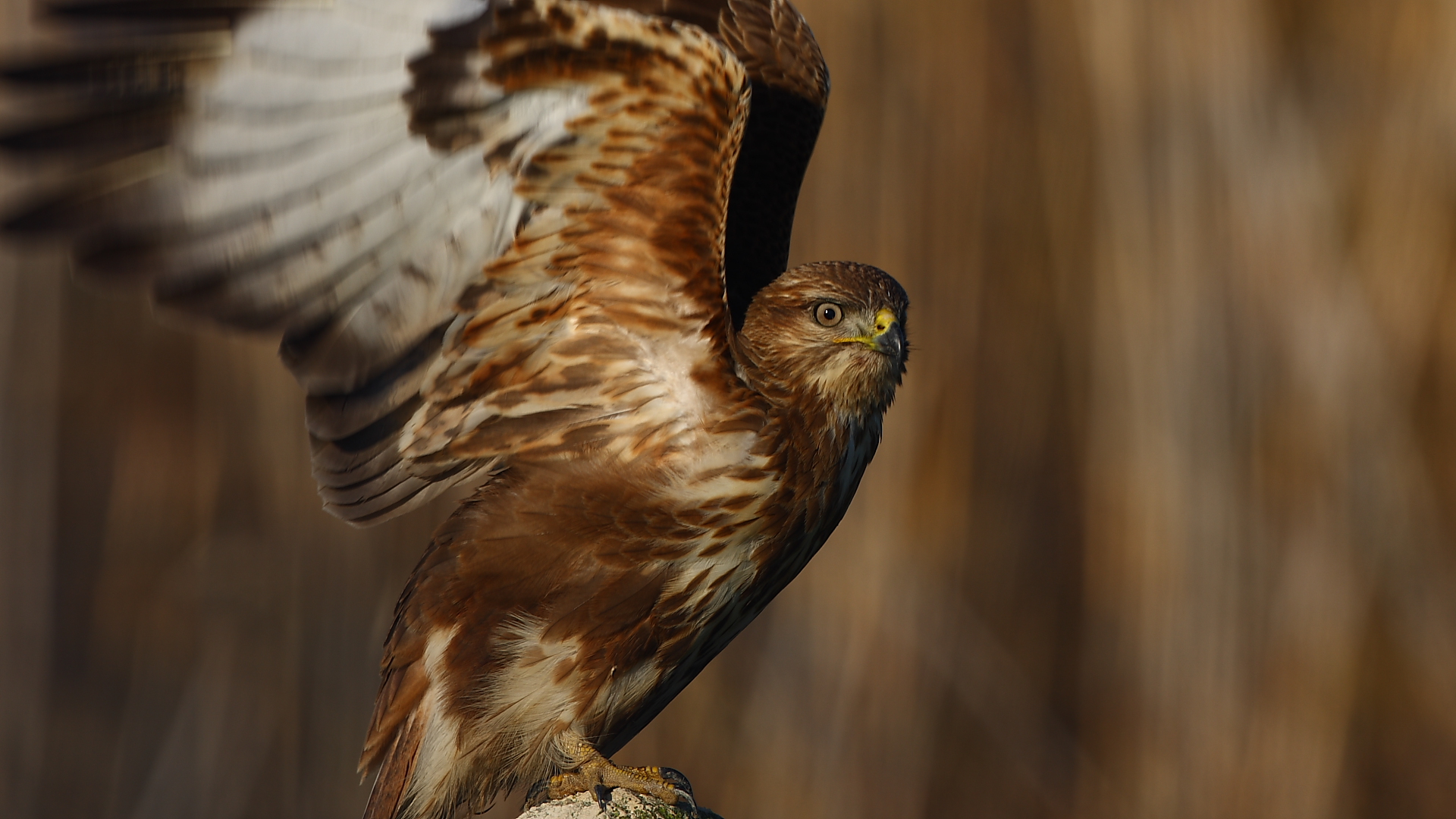 Şahin » Common Buzzard » Buteo buteo
