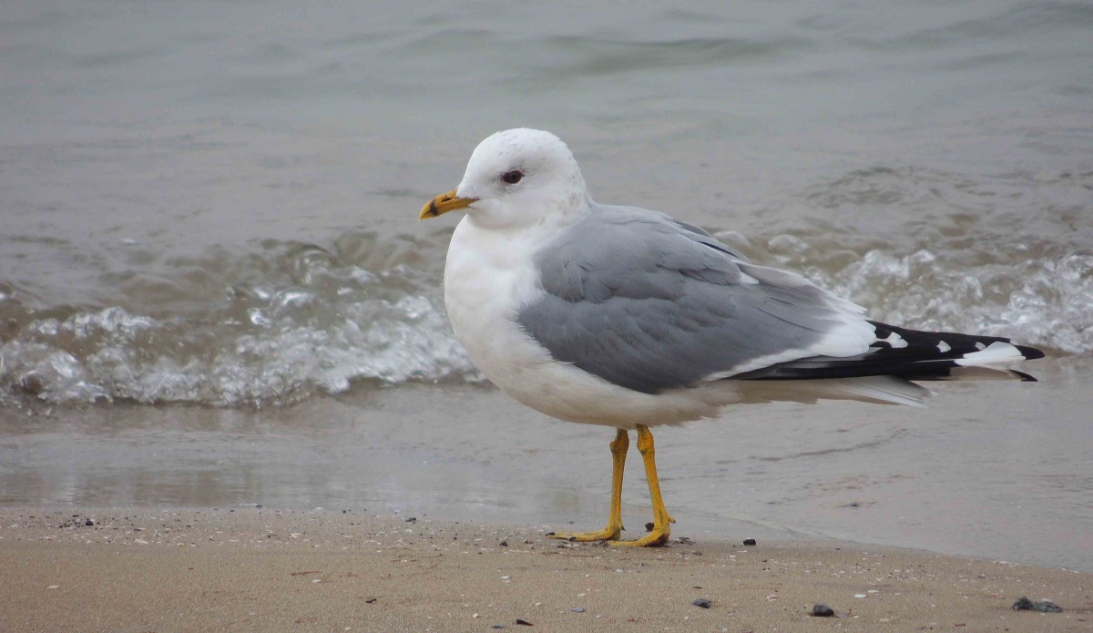 Küçük gümüş martı