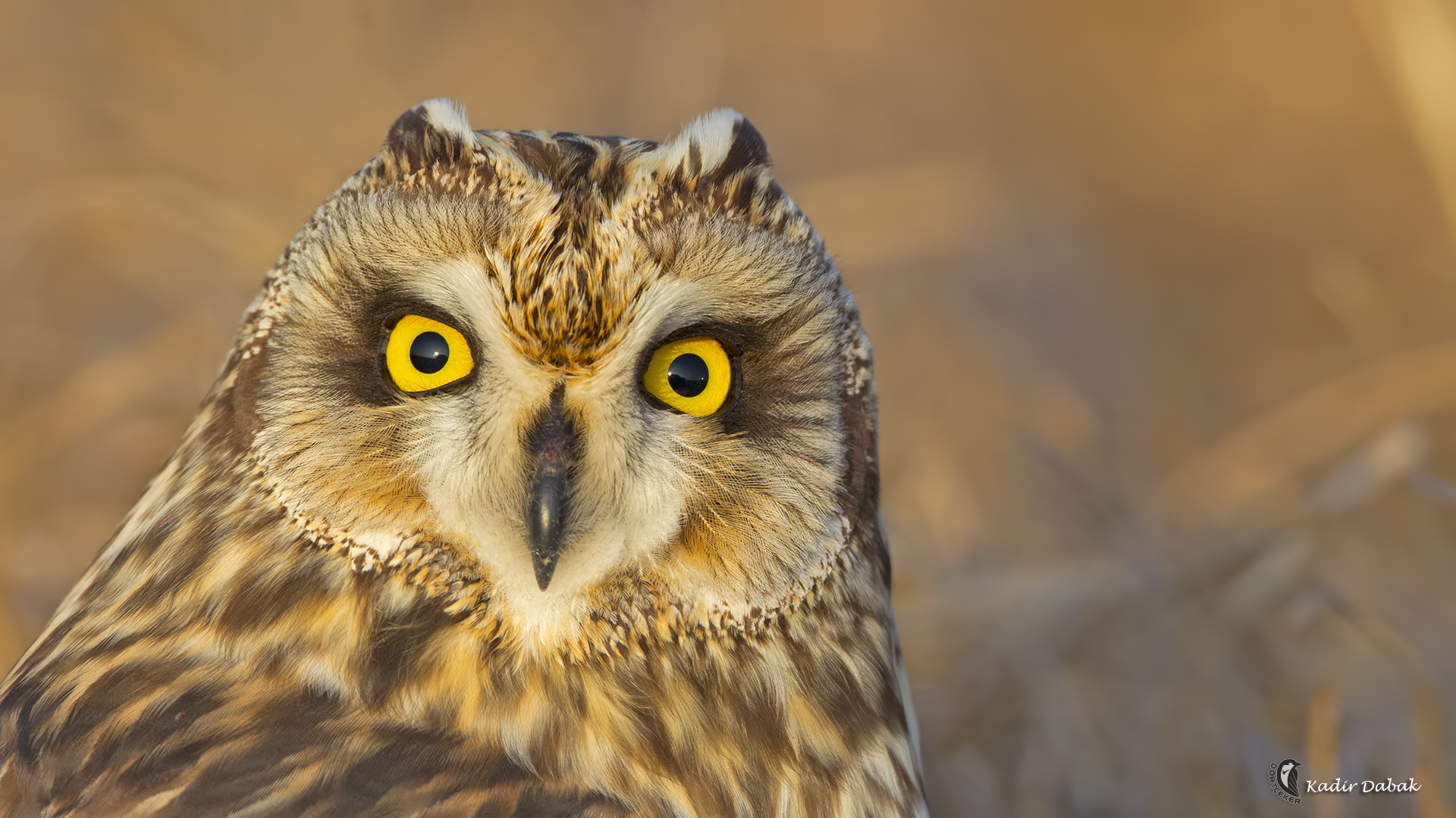 Kır baykuşu » Short-eared Owl » Asio flammeus